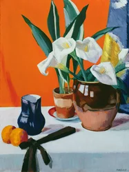 Lirios de Arum